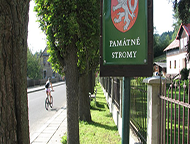 Památné stromy v obci Josefův Důl